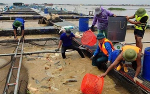 Tình người sau bão lũ: Những “phi vụ giải cứu” hàng trăm tỷ đồng